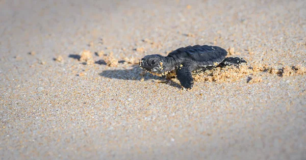 Lindo Bebé Olive Ridley Tortuga Marina Eclosionando Arrastrándose Hacia Mar —  Fotos de Stock