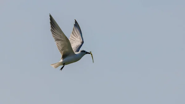 Tern Whiskered Com Pequeno Camarão Água Doce Nos Bicos Voando — Fotografia de Stock