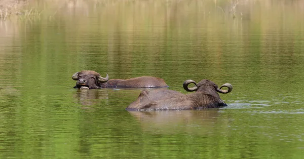Two Buffaloes Submerged Lake Looking Each Other — Stok fotoğraf