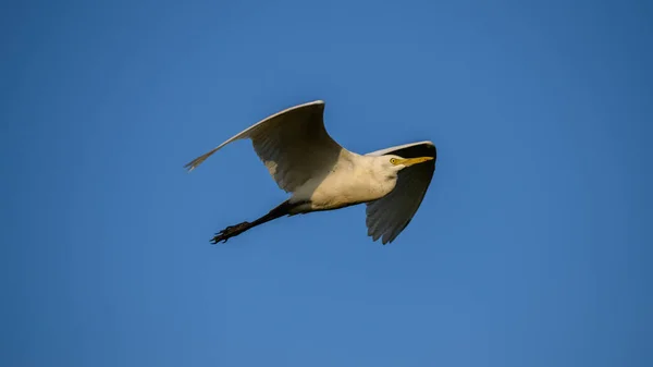 White Egret Flight Clear Blue Skies Evening — Stock Fotó