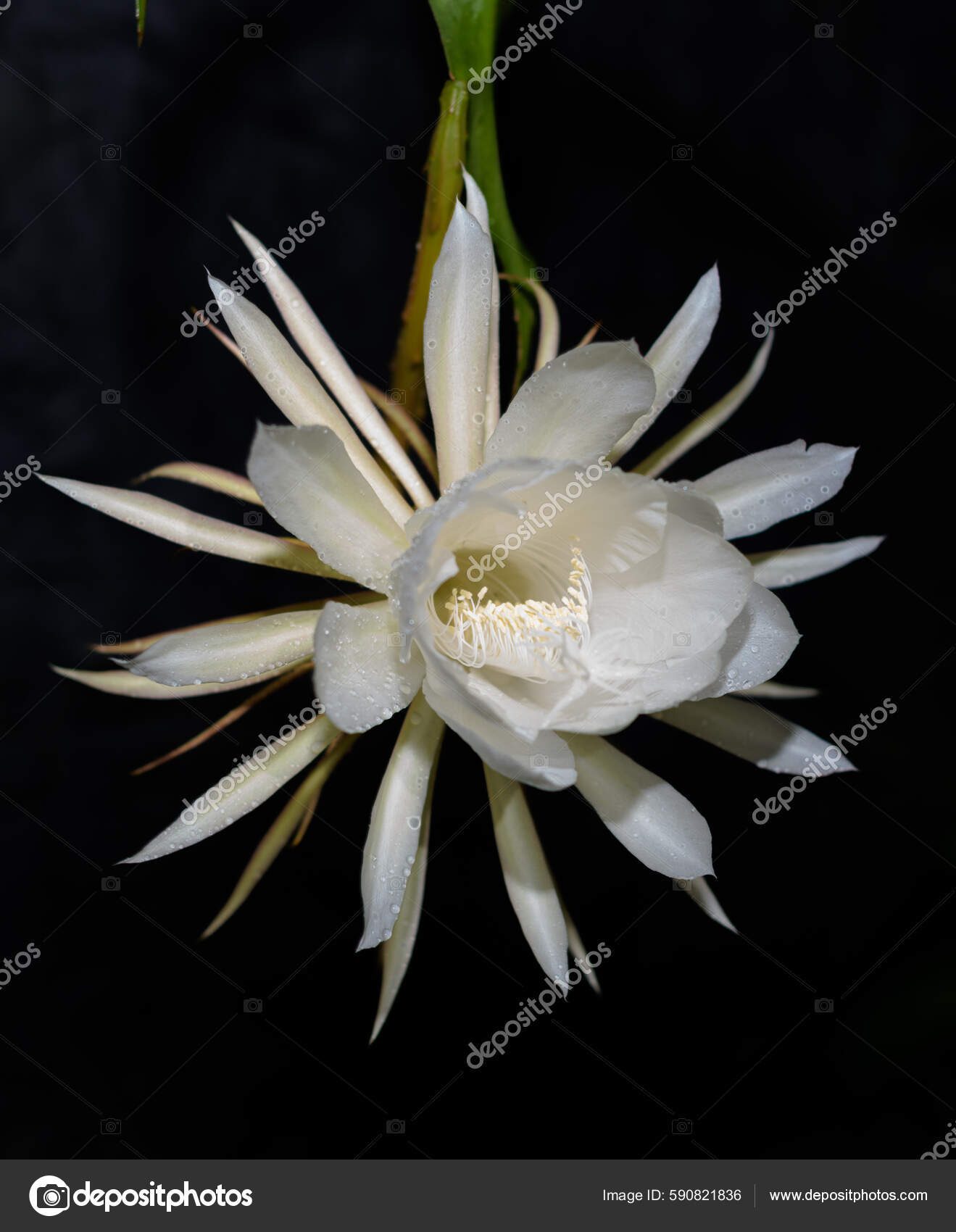 Queen Night Flower Isolated Black Background Beautiful Scented.