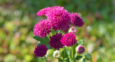 Bahçedeki pembe Kapuru çiçekleri, ve sabah ışığı çiçekleri vurur..