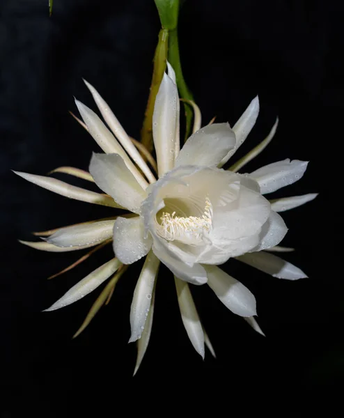 Queen of the night flower isolated against a black background. The beautiful scented white flower only blooms at night.