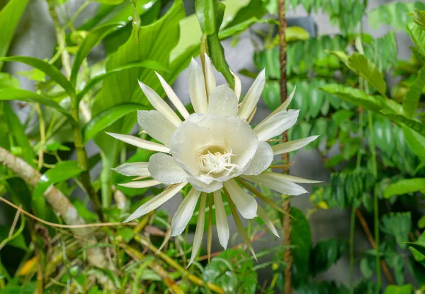 Queen of the night flower close-up shot. The beautiful scented white flower only blooms at the night.