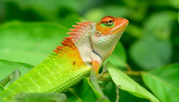 Colorful Green Lizard Close Portrait Shot — Stok fotoğraf