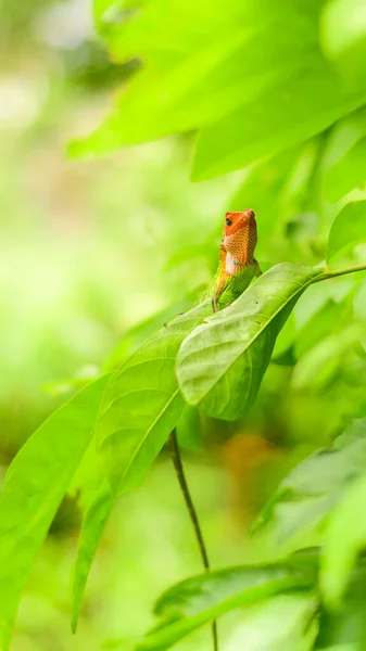 Cute Green Garden Lizard Peeks Out Leaf Colorful Lizard Creature —  Fotos de Stock