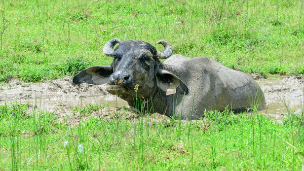 Buffalo Laying Mud Pool Middle Hot Sunny Day — Stockfoto