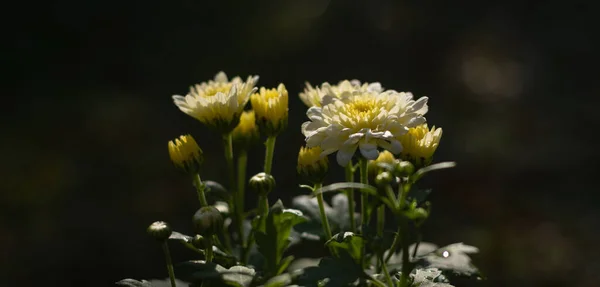 Yellow Kapuru Flowers Garden Morning Light Hits Flower Side View — Foto Stock