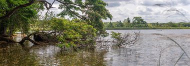 Göl kıyısındaki devrilmiş ağaç, Anuradhapura, Sri Lanka 'daki manzarası..