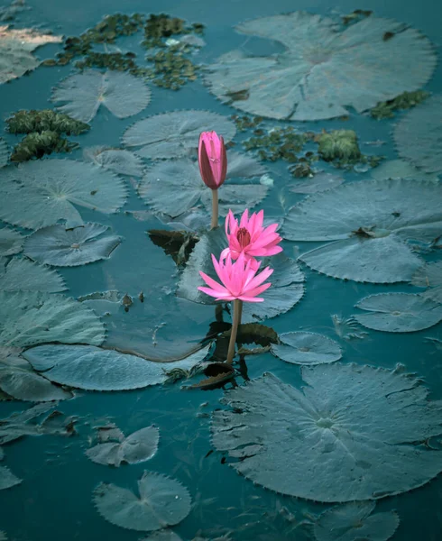 Красивая Розовая Вода Лилия Цветы Высокий Угол Выстрел — стоковое фото