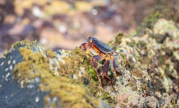 Beautiful Grapsus Albolineatus Crab Wet Lava Rock Sea Shore Close — Foto de Stock