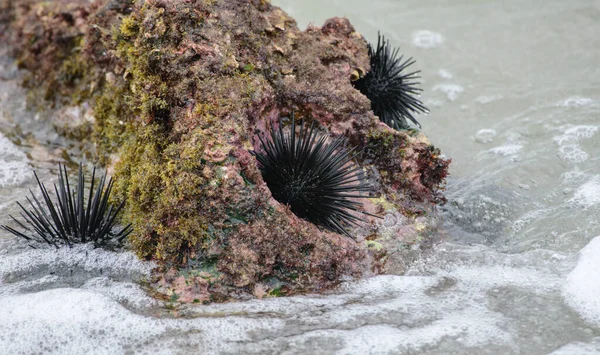 Group Black Sea Urchins Coral Rocks Shallow Ocean Beach — Foto de Stock