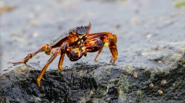 Odizolowany Krab Grapsus Albolineatus Mokrej Skale Lawy Brzegu Morza Zdjęcie — Zdjęcie stockowe