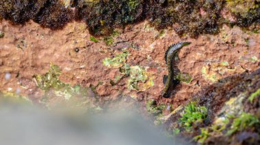 Çamur atlayan balıklar okyanus suyuna doğru inerler..