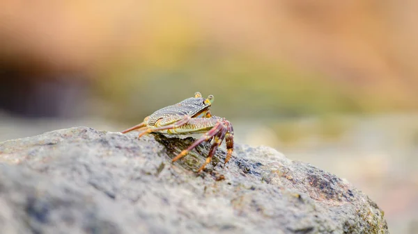 Beautiful Grapsus Albolineatus Crab Staying Top Wet Sea Rock Beach — Fotografia de Stock