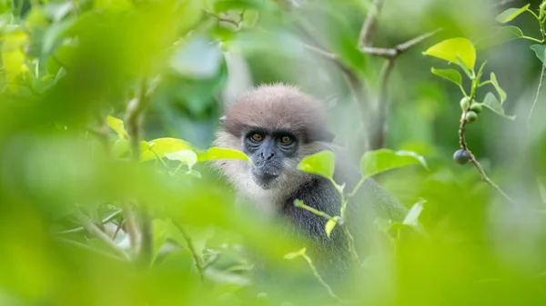 Purple-faced langur monkey\'s facial expression, hiding in the tree, framed by the green leaves.