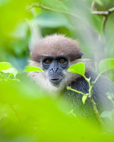 Purple-faced langur monkey\'s facial expression was photographed through the leaves.