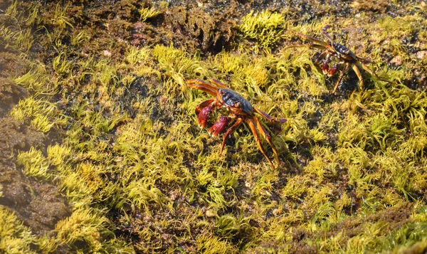 Pair Grapsus Albolineatus Crabs Crawling Top Mossy Rocks Beach Overhead — Stockfoto