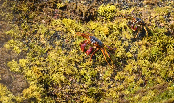 Bir Çift Grapsus Albolineatus Yengeci Sahildeki Yosunlu Kayaların Üzerinde Sürünüyorlar — Stok fotoğraf