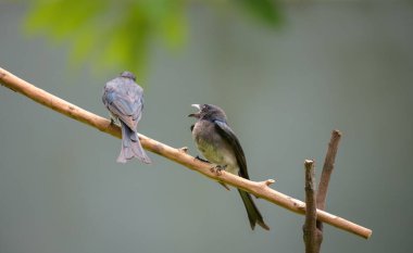 Pair of White-bellied drongo birds perch on a stick, one bird loud chirping at the other.