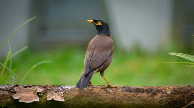 Common mynah bird perch on a log in the garden.