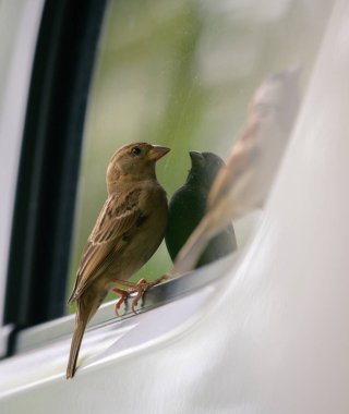 House sparrow Bird sees its reflection in the car window