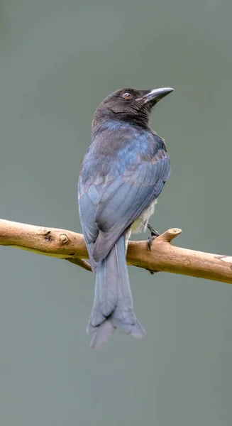 White Bellied Drongo Bird Perch Stick Clear Background — 스톡 사진