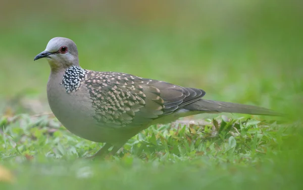 Spotted Dove Bird Searching Food Ground Photograph Grasses — Photo