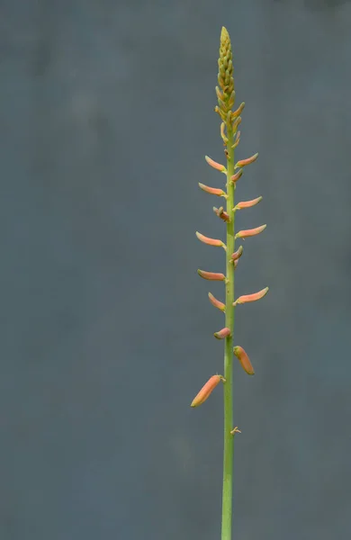 Aloe Vera Flowers Stalk Isolated Neutral Background — 스톡 사진