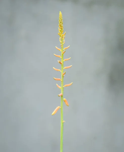 Aloe Vera Flowers Stalk Isolated Neutral Background — 스톡 사진