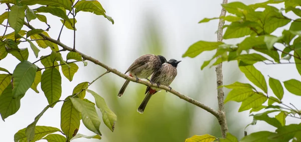 Red Vented Bulbul Pair Perch Tree Branch Preening Partner Feathers — Photo