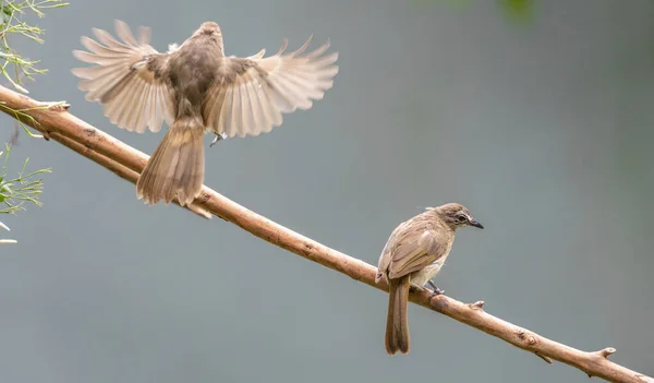 White Browed Bulbul Pair Perch Stick One Bird Landing Other — Photo