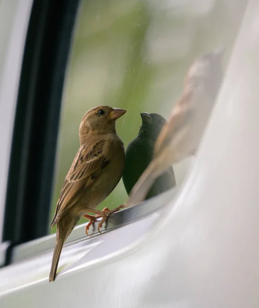 House sparrow Bird sees its reflection in the car window