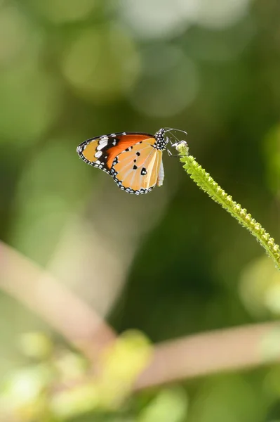 Colorful African Queen Butterfly Drinking Nectar Small Flower — 图库照片