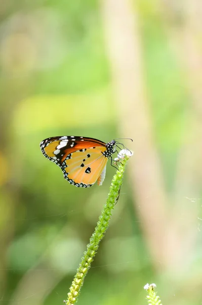 Beautiful African Monarch Danaus Chrysippus Sipping Nectar Small Flower — Fotografia de Stock