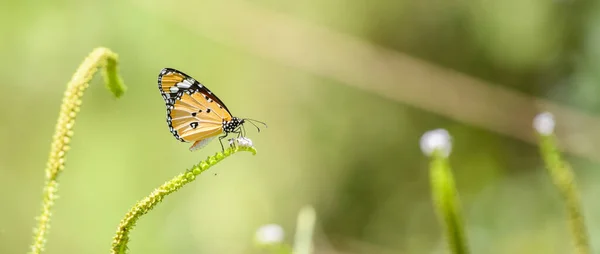 Beautiful Plain Tiger Butterfly Danaus Chrysippus Sipping Nectar Small Flower — 图库照片