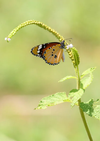 Beautiful Danaus Chrysippus Drinking Nectar Small Flowers Close Photo — 图库照片