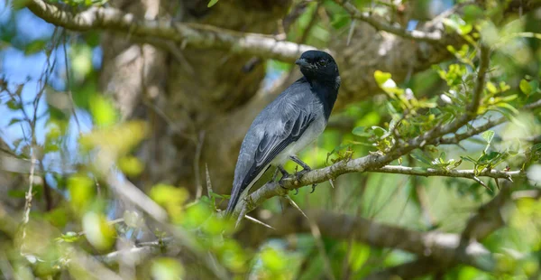 Black Headed Cuckooshrike Coracina Melanoptera Male Bird Resting Shade Thorny — Photo