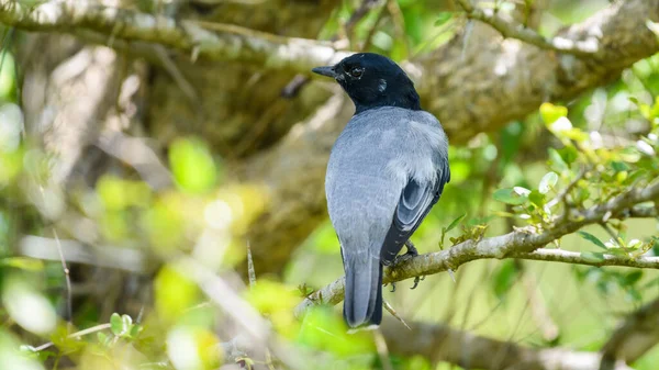 Black Headed Cuckooshrike Male Bird Perch Thorny Tree Branch Looks — Fotografia de Stock