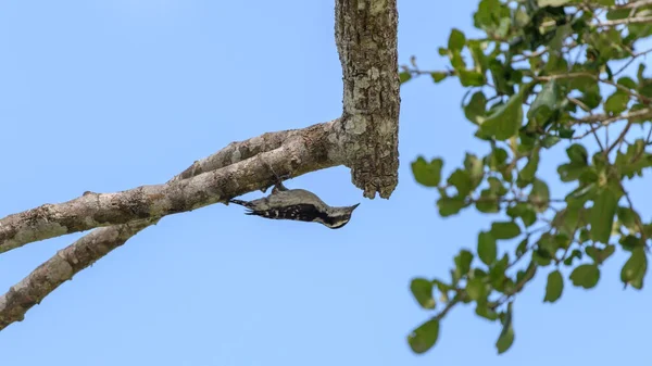 Brown Capped Pygmy Woodpecker Hanging Upside Pecking Tree Branch — 图库照片