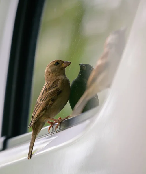House Sparrow Bird Sees Its Reflection Car Window Obrazek Stockowy