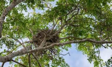 Large Eagle nest on a tree, view from below the bird's nest.