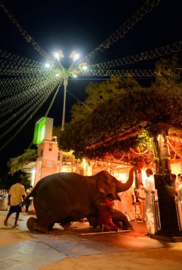 Kataragama, Sri Lanka - 08 06 2022: Elephant on its knees and paying respect and worships the Dewalaya before the Esala Perahara begins on Ruhunu Maha Kataragama Dewalaya.