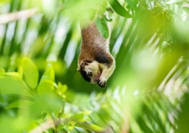 A beautiful grizzled giant squirrel hanging down from a branch and holding a fruit in both hands and feeding side view.
