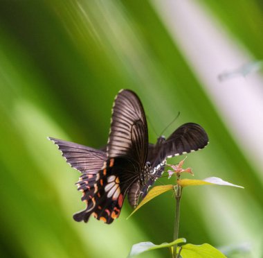 Common Mormon butterfly coupling photograph against green background.