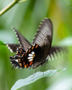 Two Common Mormon butterflies mating dance in the garden. motion blur in wings.