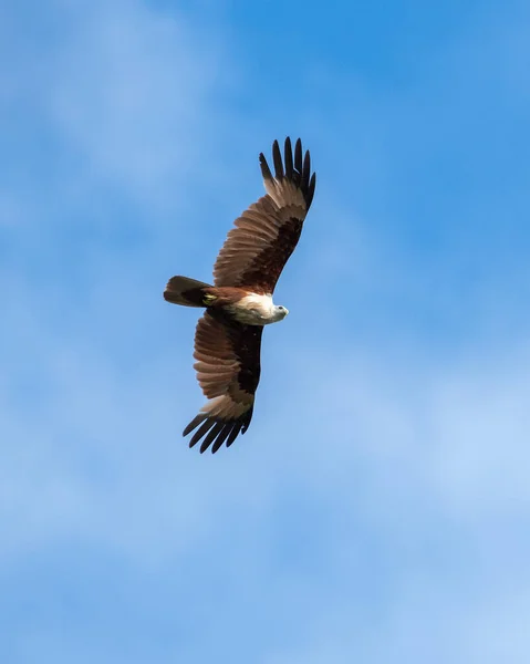 Brahminy kite eagle soaring high, photographed against the blue sky.