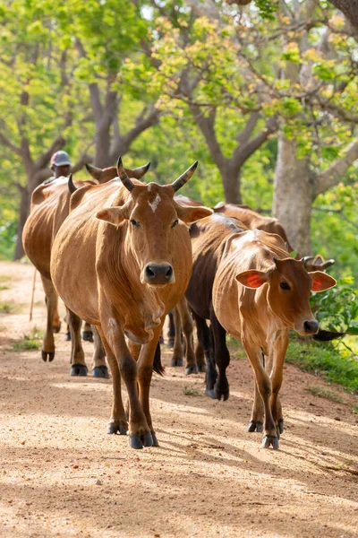 Herdsman guiding the herd of cows from behind. Long-horned alpha male cow leads from the front. Rural villages and cultural scenery in Anuradhapura, Sri Lanka.