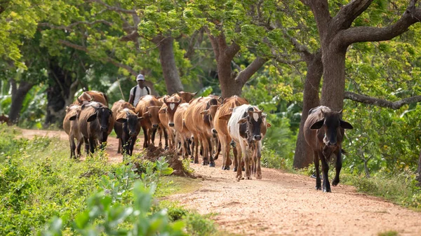 Cattleman and the livestock walking on the gravel road. A large herd of cows guided to the farm, Rural villages, and cultural scenery in Anuradhapura, Sri Lanka.