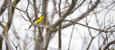 Iora (Aegithina tiphia) erkek, açık beyaz gökyüzü arka planına karşı bir ağaç dalına tünemiş..